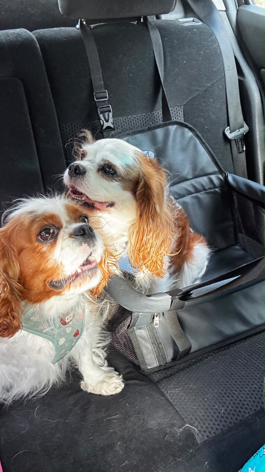 Cavaliers no banco traseiro do carro durante o transporte