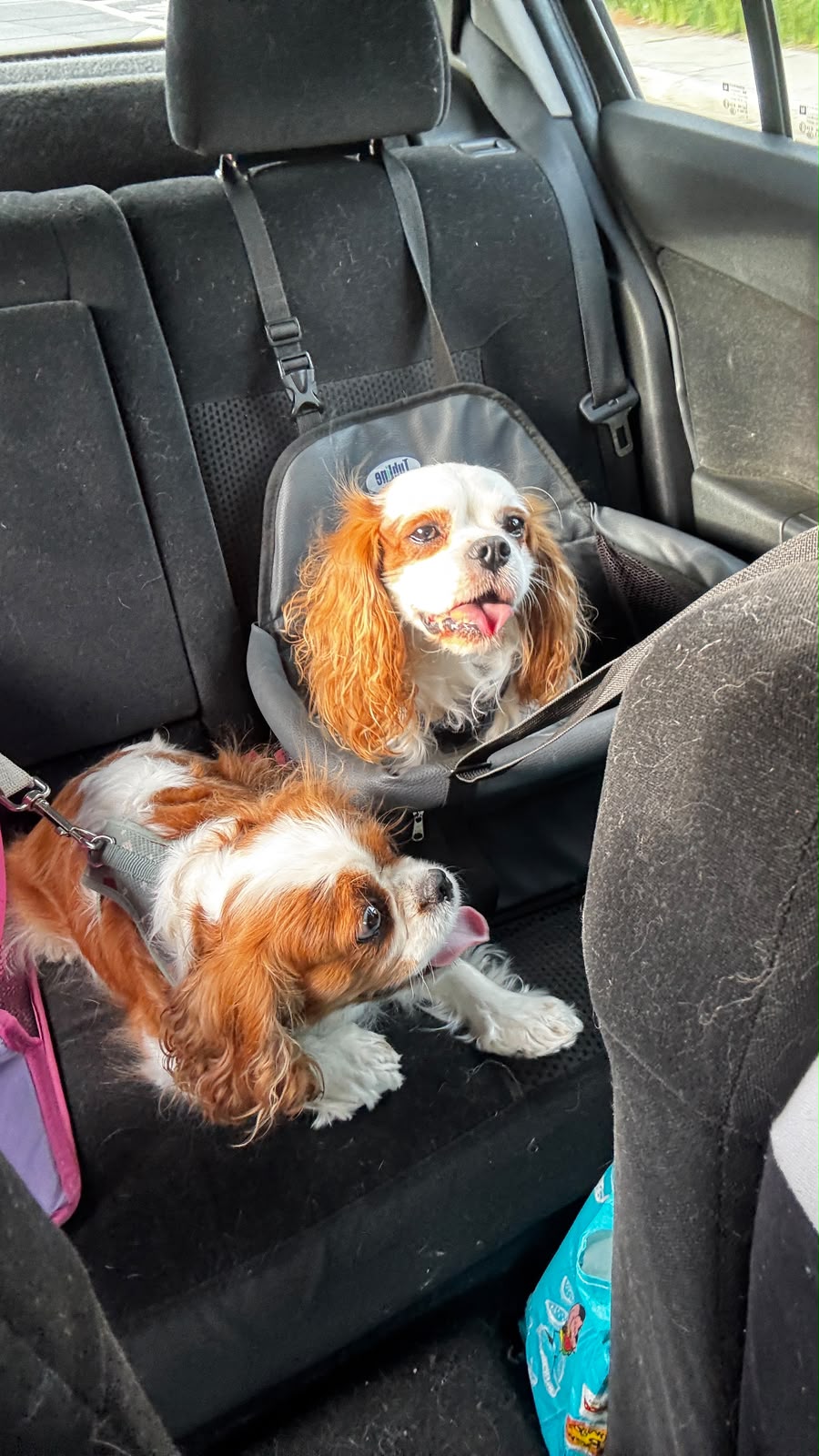 Dois Cavaliers acomodados na cadeirinha do táxi dog