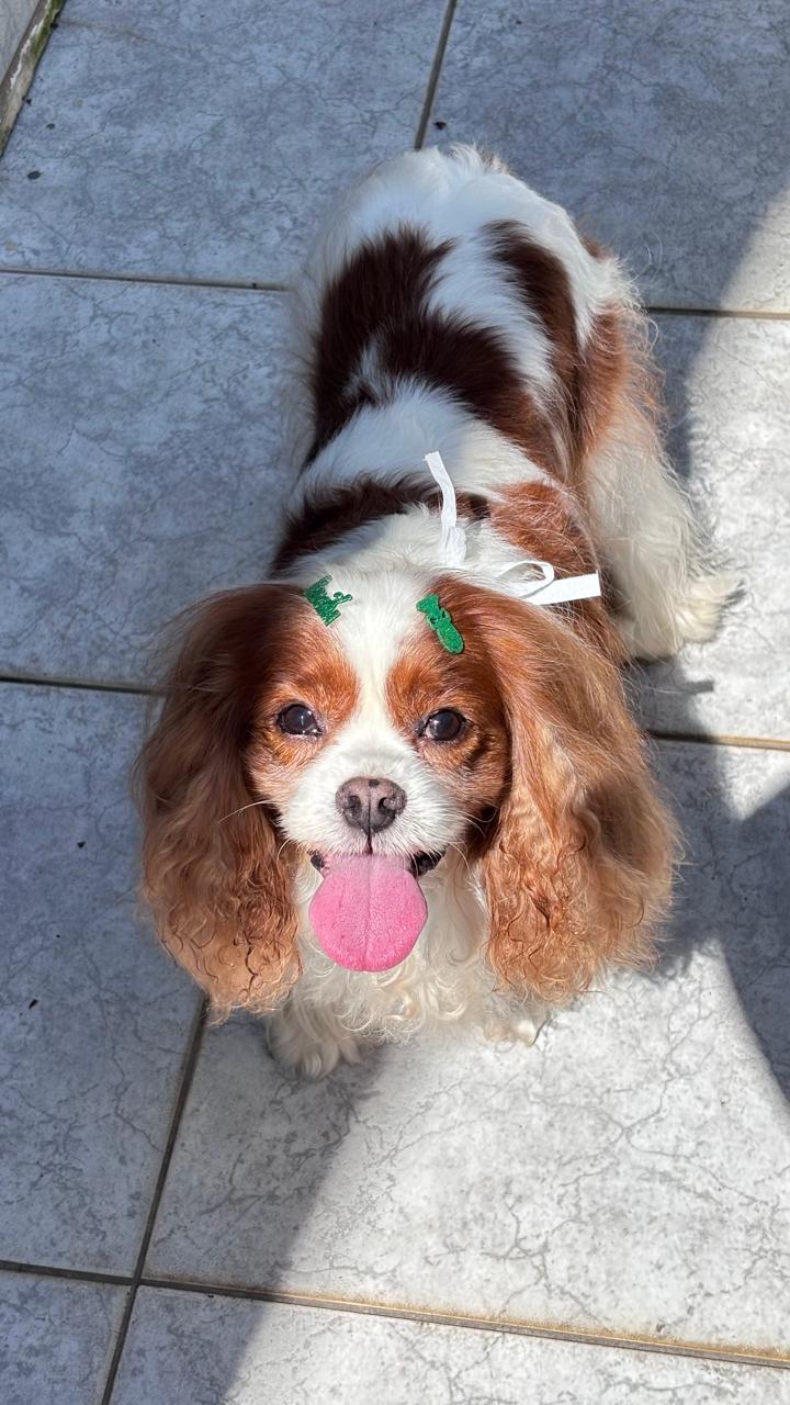 Cavalier blenheim sorrindo na área externa ao sol