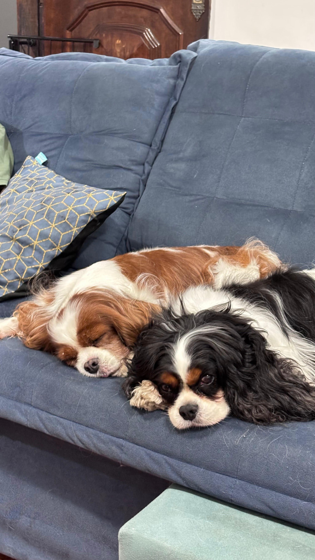 Dois Cavaliers descansando lado a lado no sofá