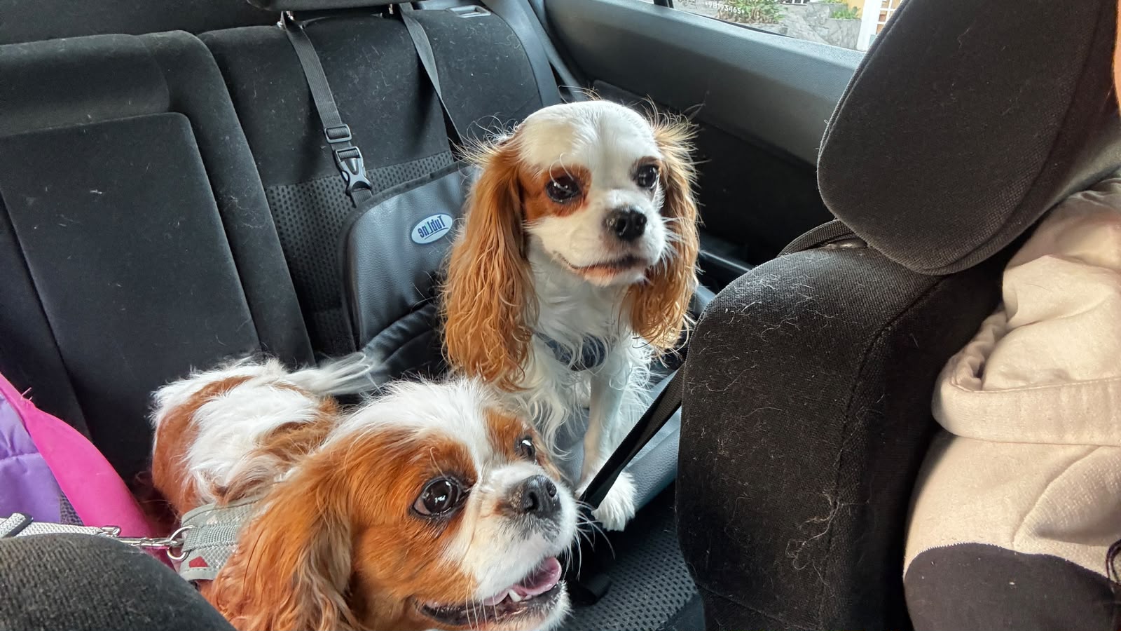 Cavaliers tranquilos durante o trajeto do táxi dog