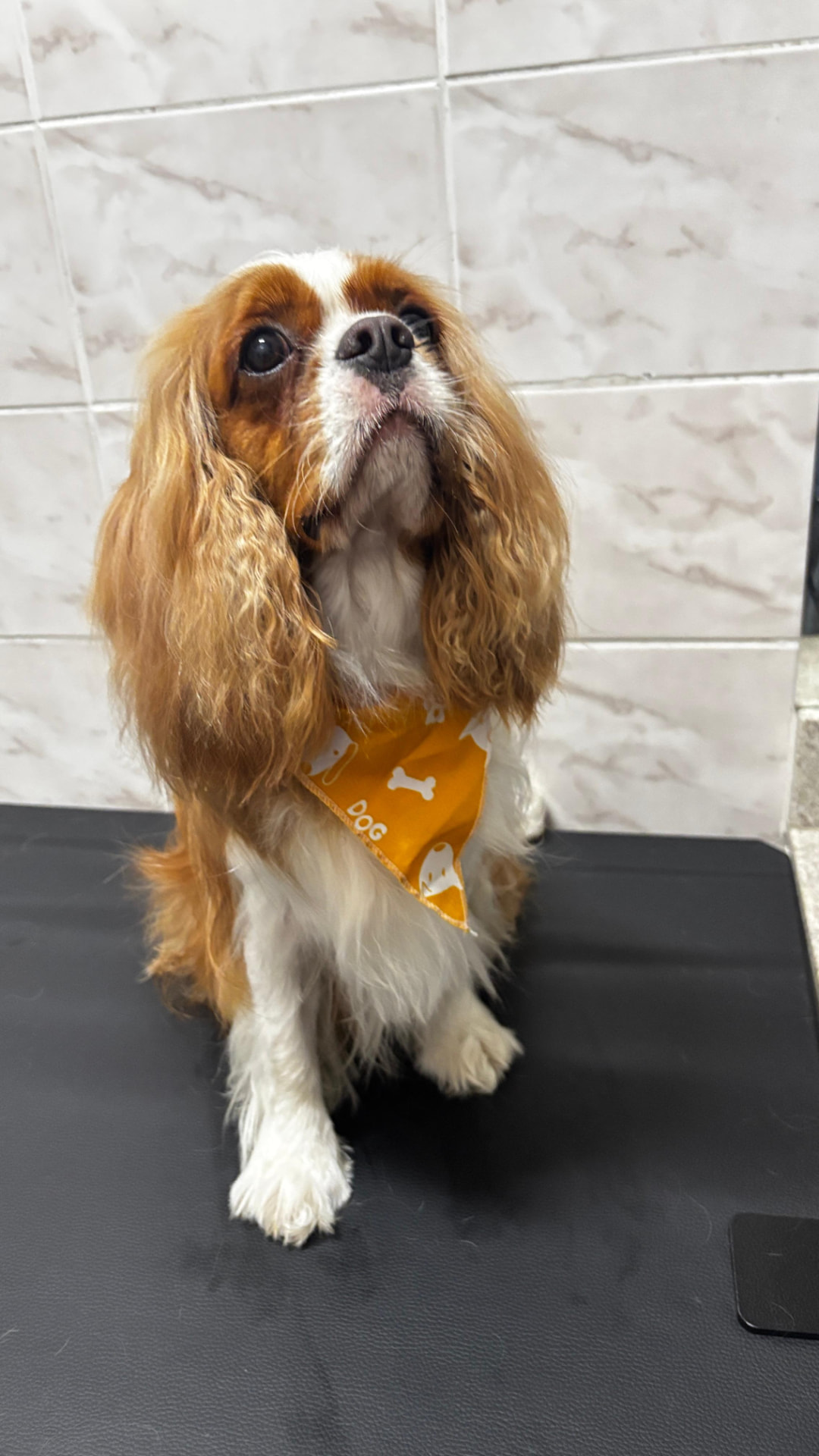 Cavalier com bandana amarela após o banho
