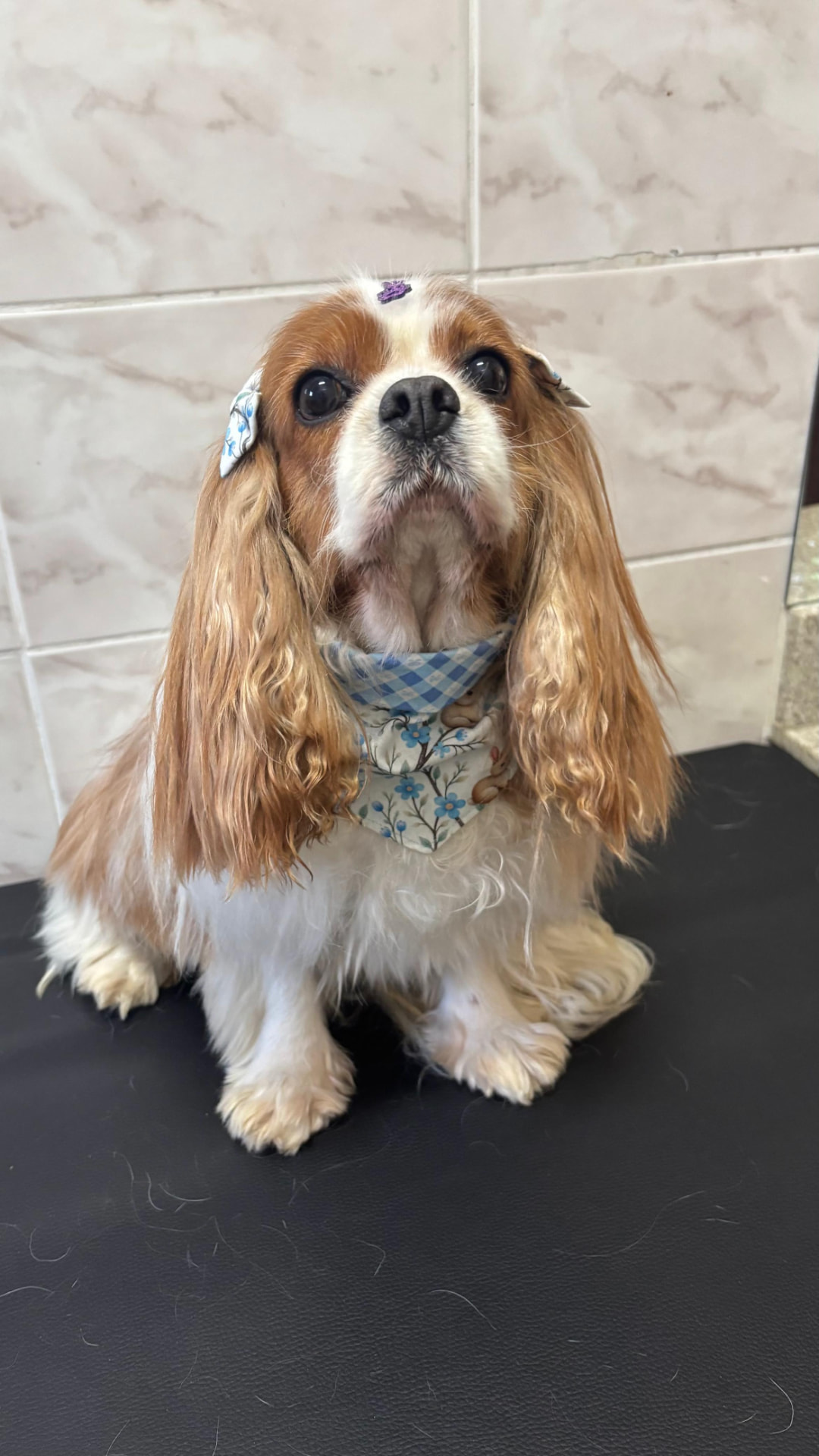 Cavalier com laços e bandana florida após o banho