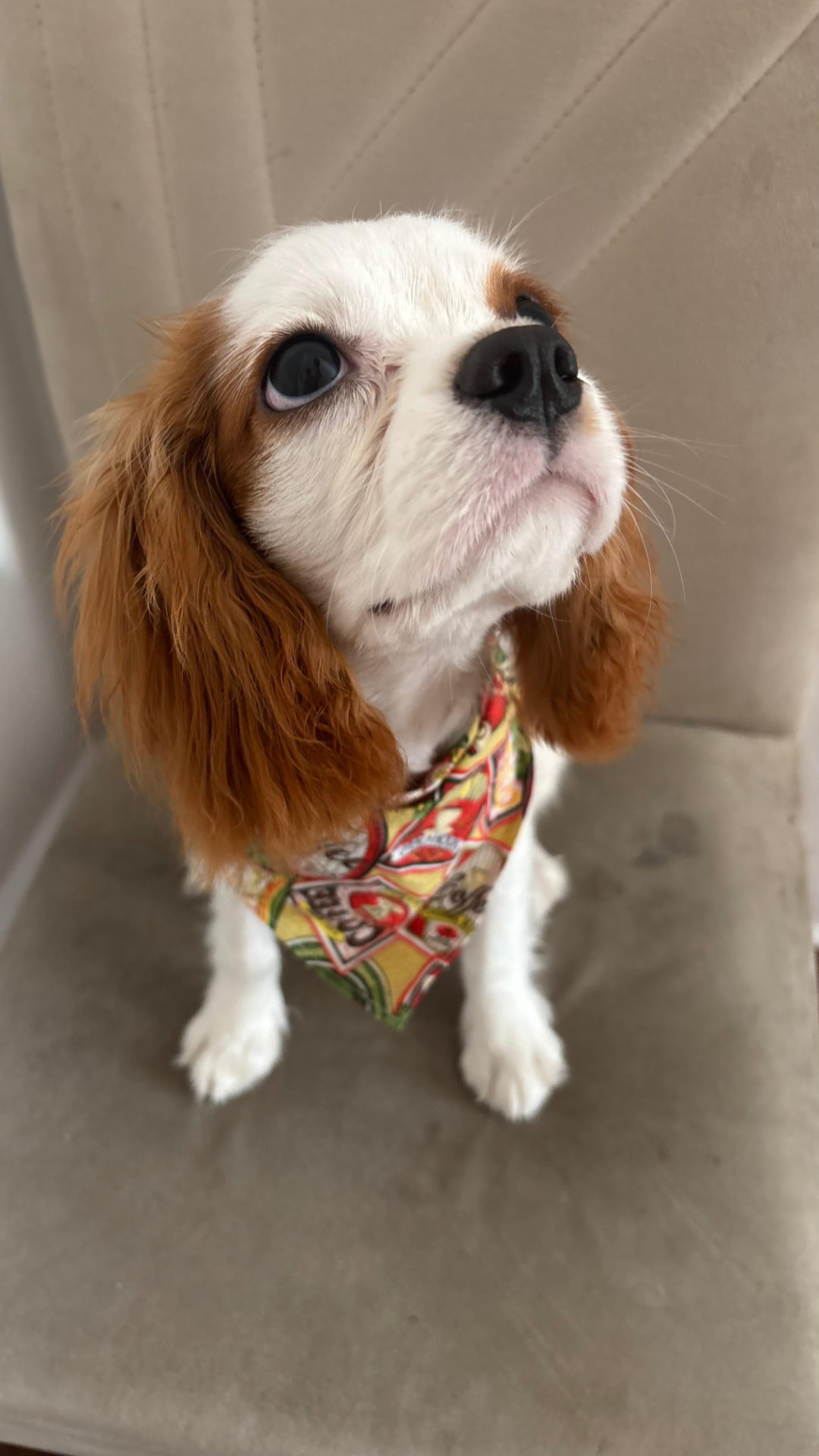 Cavalier com bandana colorida após o banho no Palace Pet Hotel