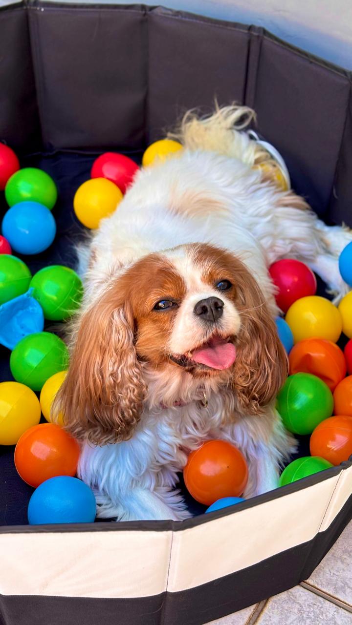 Cão de pequeno porte brincando na piscina de bolinhas durante o day care
