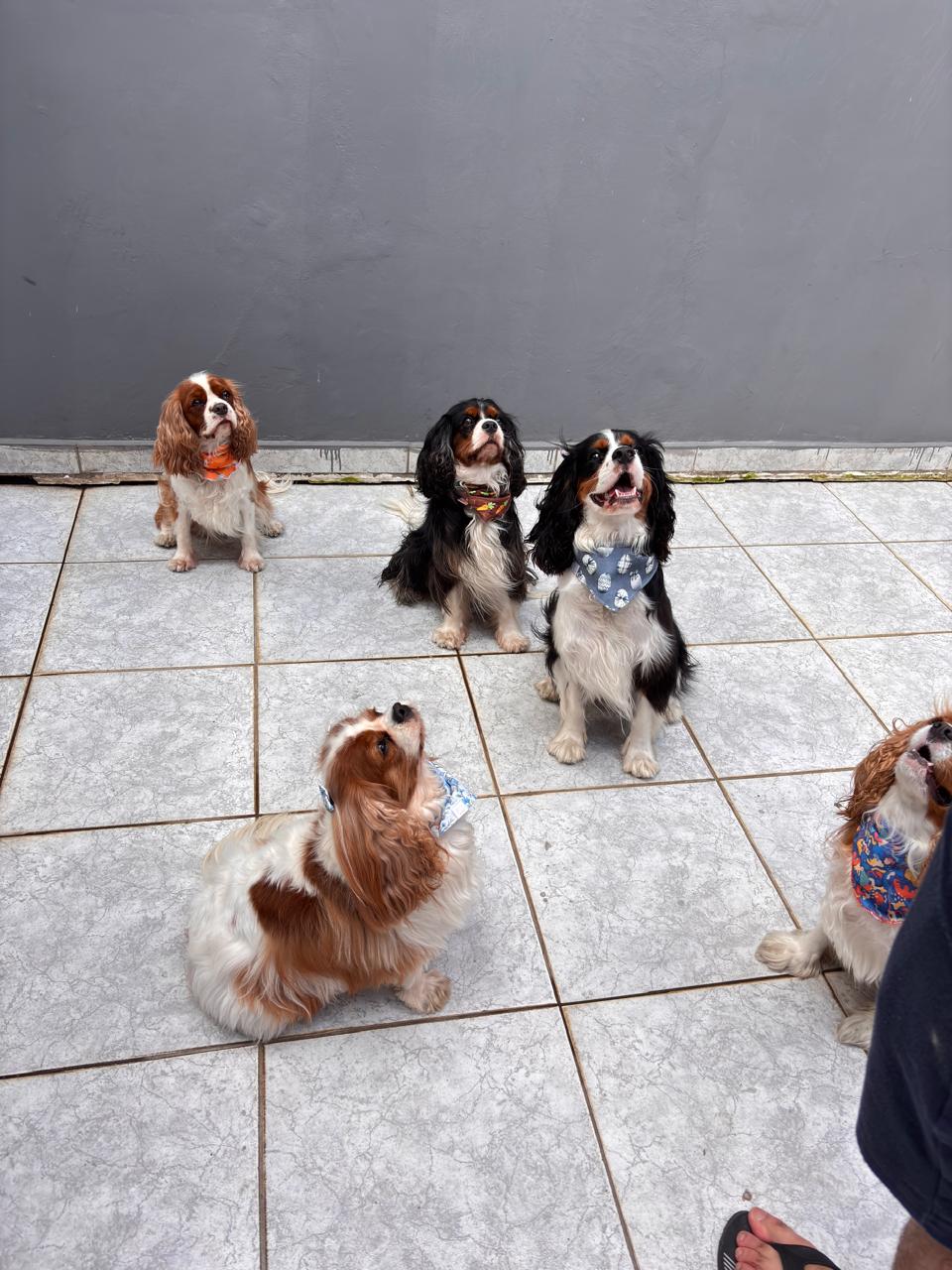 Grupo de cães de pequeno porte sentados juntos na área externa do Palace Hotel Pet