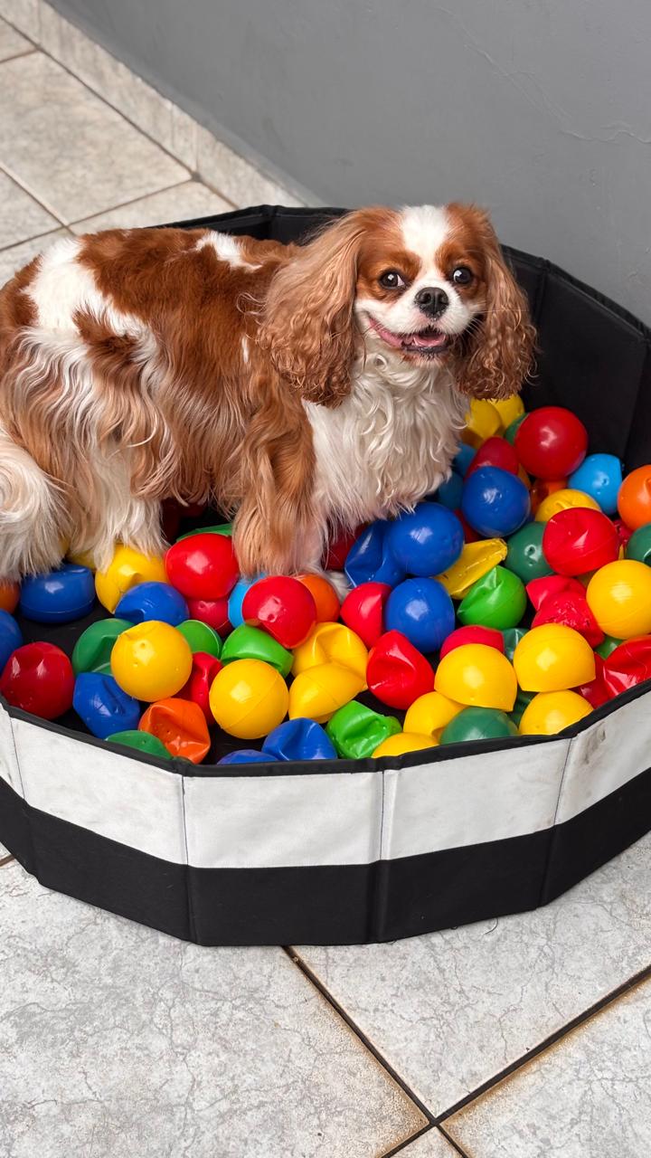 Cavalier em pé na piscina de bolinhas colorida